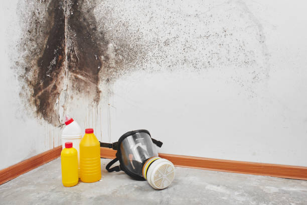 Best Crawl Space Mold Remediation in Mclendon Chisholm, TX