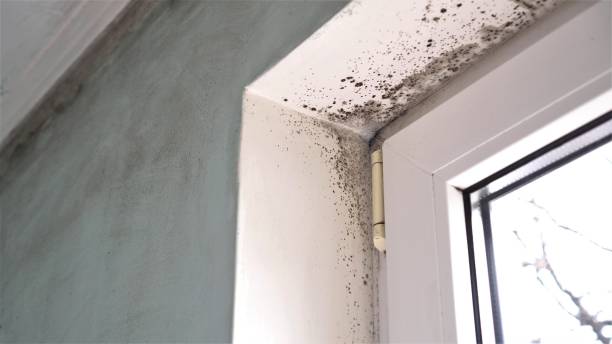 Best Kitchen Mold Remediation in Mclendon Chisholm, TX