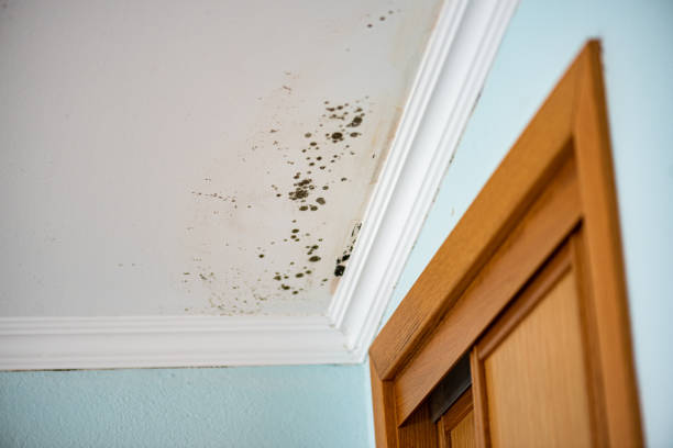 Best Post-Flood Mold Remediation in Mclendon Chisholm, TX