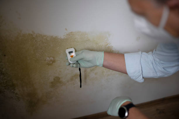 Best Residential Mold Remediation in Mclendon Chisholm, TX
