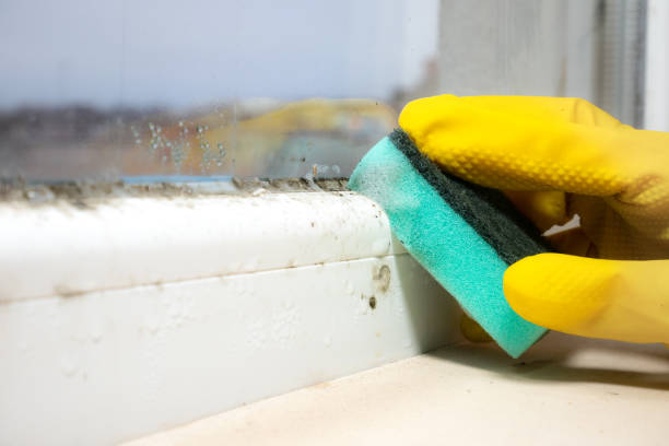 Best Mold Testing and Inspection Services in Mclendon Chisholm, TX