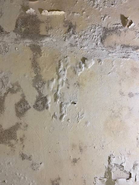 Best Attic Mold Remediation in Mclendon Chisholm, TX