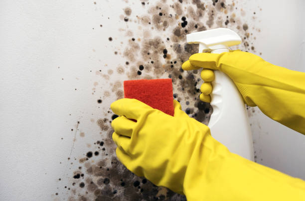 Reliable Mclendon Chisholm, TX Mold Remediation Solutions