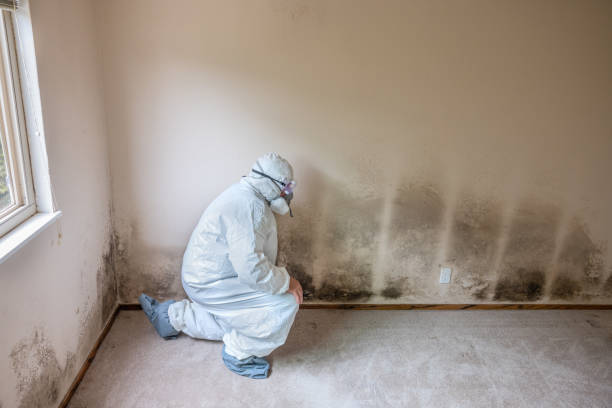 Best Residential Mold Remediation in Mclendon Chisholm, TX