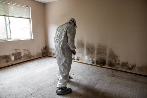 Trusted Mclendon Chisholm, TX Mold Remediation Experts