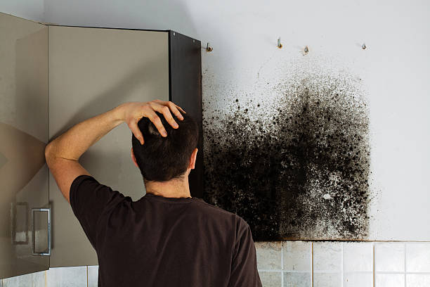 Best Insurance-Related Mold Remediation in Mclendon Chisholm, TX