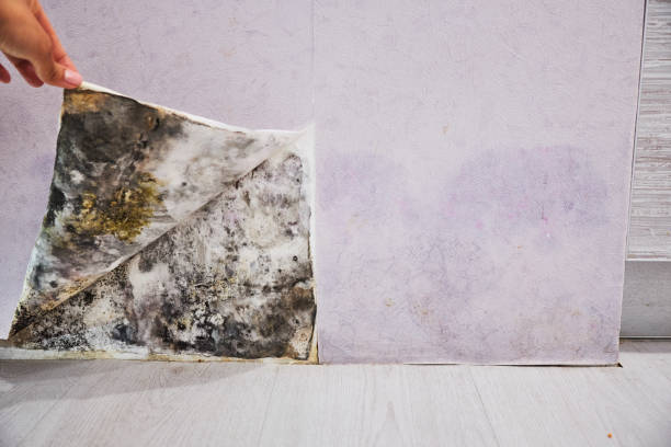 Best Emergency Mold Remediation in Mclendon Chisholm, TX